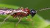301403 – Photo : Jean-Sébastien Carteron – France (67)